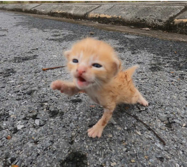 one early winter morning on a weekend i was exercising near my house when i saw this poor kitten meowing on the side of the road and i couldn't find its mother so i decided to adopt it #fyp #puppy #rescue #animals #cat