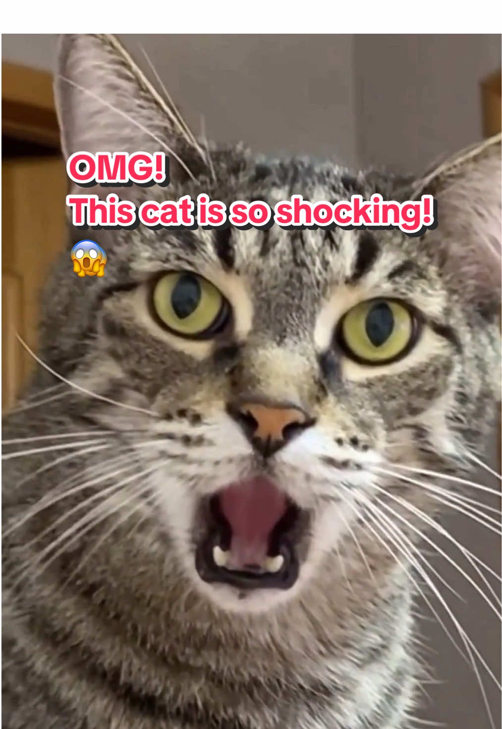 That’s the face my cat makes every time I eat durian!😂😂#fyp #catsoftiktok #cattok #funnycat #catreaction #Shockedcat #catmeme #viralcat 