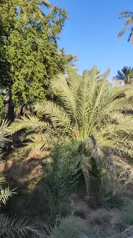 لا تقفل قفل وتحسبه مامون أذا ترهم عليه كومة مفاتيح ولا تعاتب نخل ما حمل أعثوگ خطية النخل برگاب الفلاليح #foryoupag #fyp #