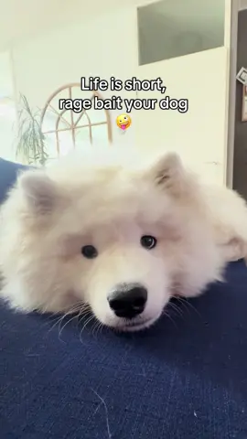 Got nothing better to do 🤪 #samoyed #ragebait #teenagedog