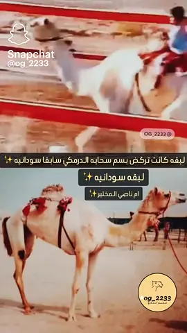 #الهجن #هجن_الرياسة #هجن #زمول #هجن_الاصايل 