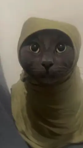 tonton sampe habis ya #kucingtiktok #kucingjoget #kucinglucu #bk_cerpen #kucing 