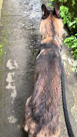 #pecintaanjing #belgianmalinois #belgianmalinoisoftiktok #anjingbelgianmalinois #fyp 