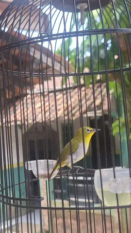 dosis rendah🫣 #buktoni #pleci #buktogacor #plecigacor #plecibanten 