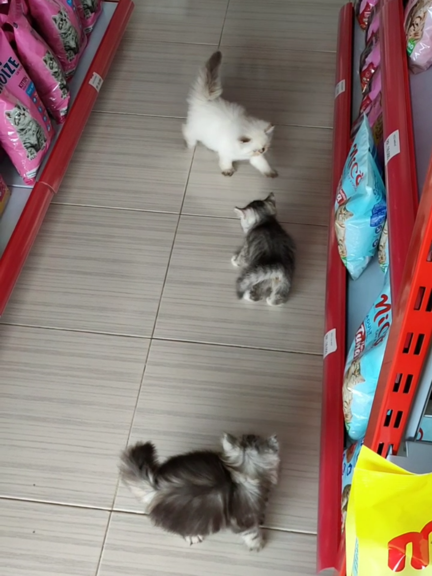 🥰🥰🥰 #catfunny #gemoy #kucingtiktok #kucinglucu #pecintakucing 