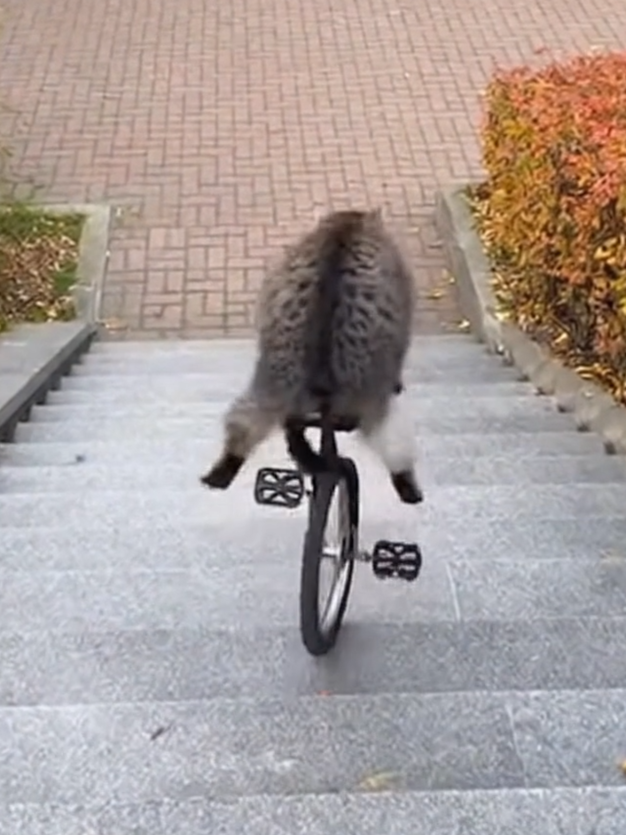 How could this even happen? 😂 🙈 #cat #catmeme #funnycatsvideos