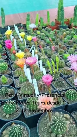 Feria Virtual y Presencial ENTRE FLORES TOURS, este 1 y 2 de noviembre, estaremos  transmitiendo desde muy temprano todos los novedades.