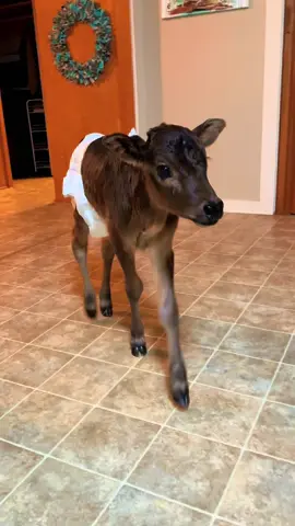 #minicow #cow #moo 