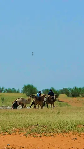 #مشاهدات #بير أهل سيدي بيه #بلدية أم أفنادش #2025 