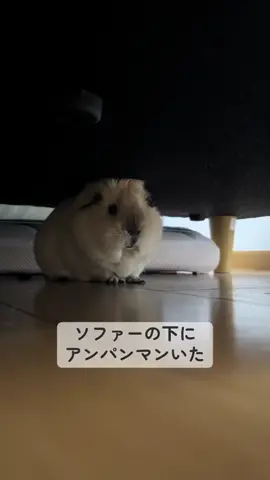 ひのパンまん(⚈ ̍̑⚈ ̍̑⚈) #ロシアンモルモットひのきくん🪵#ロシアンモルモット #ロシアンスモークモルモット#ロシアンスモーク#モルモット#モルモットのいる生活 #モルモットのいる暮らし#モルモットかわいい #モルモット好きな人と繋がりたい #モルモット初心者 #cavy#guineapig #guineapiglove#guineapigsofinstagram #guineapiglover #天竺鼠