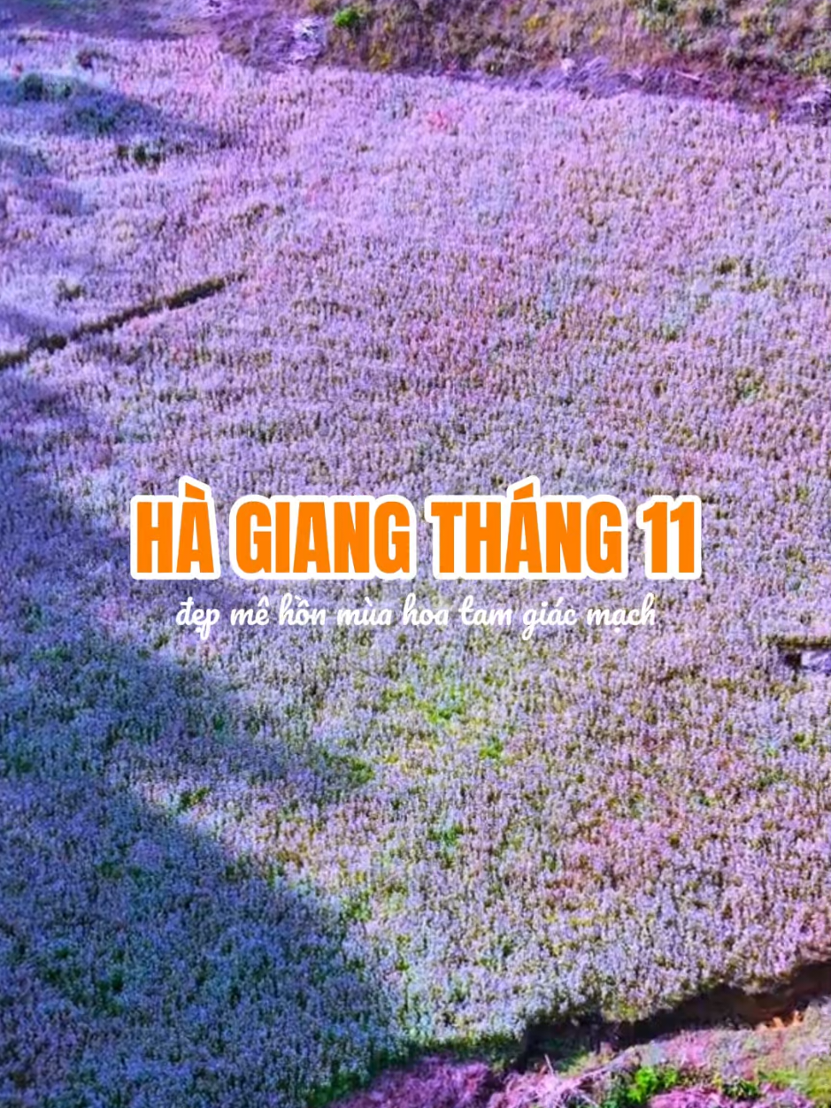 Hà Giang tháng 11 đẹp mê hồn mùa hoa tam giác mạch. Inbox Ecotour để đặt tour Hà Giang chỉ từ 2250k. #vietnamecotour  #hagiang  #dulichhagiang  #dulichvietnam  #xuhuongtiktok 