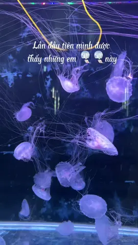 🫧🎐 Thuỷ Cung Sứa Biển mini ngay tại Gò Vấp  Lạc vào đại dương thu nhỏ để ngắm những em Sứa siu đẹp  📍ALIEN AQUARIUM  #thuycung #sứa🐙 #alienaquarium #jellyfish #govap 