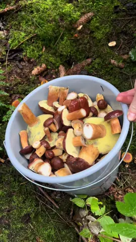 Обожнюю грибочки🍄‍🟫 #гриби #польськігриби #білігриби #🍄‍ #ліс 
