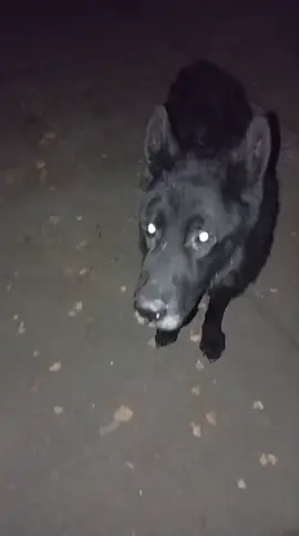 #wolf ,#лис,#пес,#comedy ,#Russian 