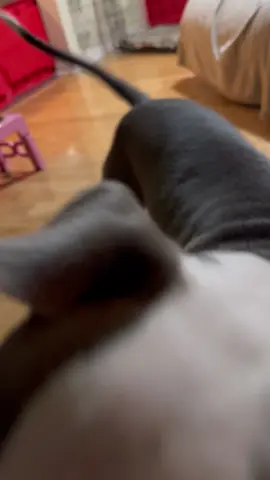 Walle destroys everything Karma and Walle dog life #fyp #followers #pitbull #dog #puppy 