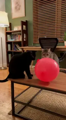 2 con báo thủ #funnyvideos #cat #meo #xuhuong #co3ai 