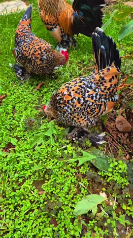 #ispenç #kuluçkamakinesi #hatchingeggs #süstavukları #civciv 