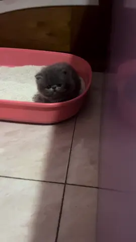 Pero se aprende rápido 