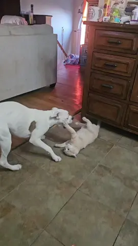 That is HER cat #boxer #cat #PioresSituaçõesSemArCondicionado 