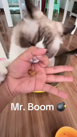 Mr. Boom just wanted a snack… not a struggle 💣🍬 (Credit: 腊月七, Douyin) #mrboom #boomcat #catmeme #cat #fyp 