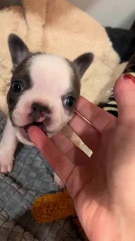 Introducing Vivi and Louis our two French Bulldogs with Cleft palates. 💕💙