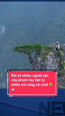 Rồi sẽ nhiều người săn cây phom tay tàn tự nhiên núi rừng về chơi #muội_hồng #muoihongphongtra #muoihong #caybonsai #xuhuong 