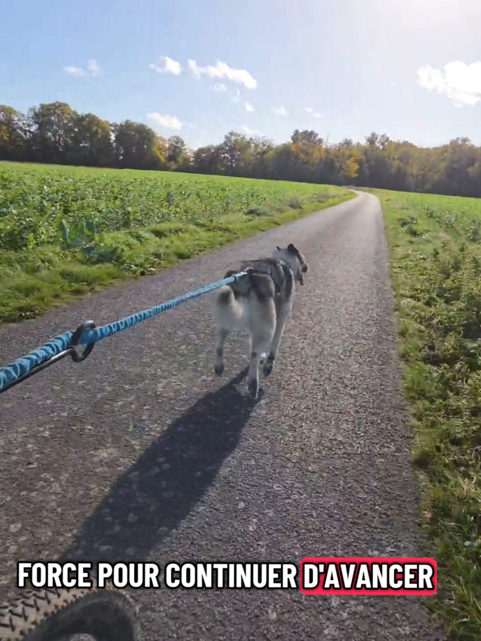 Le cani vtt n’est un sport que pour le chien?  . #husky #canivtt #bikelife #bike 