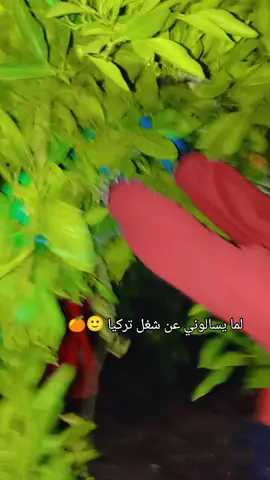 #شعب_الصيني_ماله_حل😂😂 #اضنة_غازي_عنتاب_ميرسين_انقرة_ #بخجات 