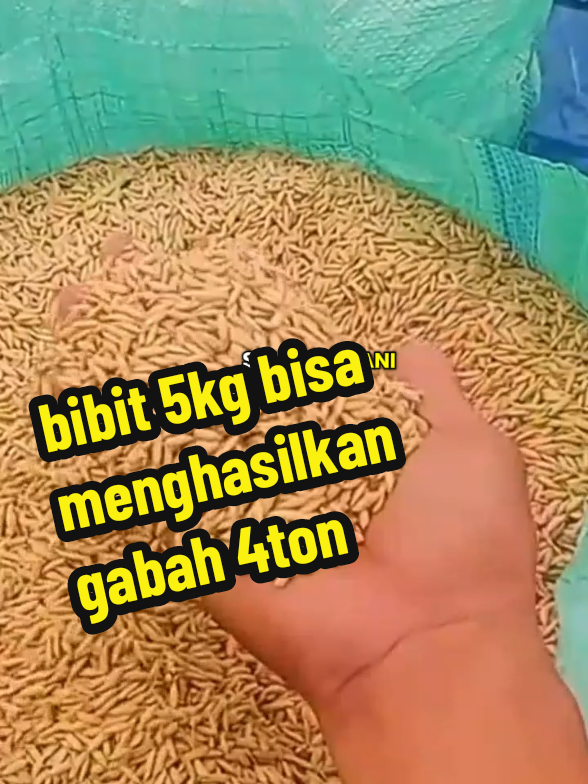 Bibit 5kg bisa menghasilkan gabah 4ton#benihpadithailandjumbo #benihpadiunggul #benihpadi #benihpadi #fyp 