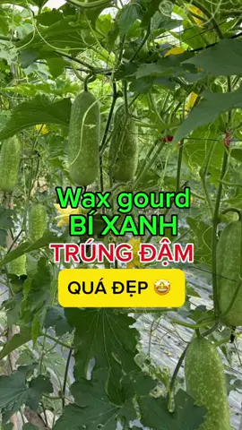 Bí này hái mỏi tay 🤲, Bí đao chuẩn giống. Giàn bí đao sai trĩu – niềm vui của người làm nông#hoangnghiemhatgiong #vtnnhoangnghiem #hoangnghiemlongxuyen #bidao #hatgiongbidao 