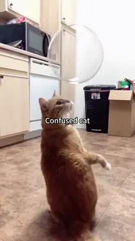 Confused Cat #videolucu #funnycat #kucinglucu #kucingtiktok 