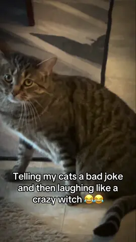 This trend was too funny not to do 😂😂 (no cats were harmed in the making of this ridiculous video, but my vocal cords definitely were) #badjokes #crazylady #fyp #humor #funny 