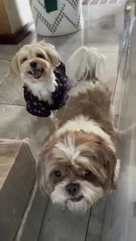 #joinwithus #PetsOfTikTok #dogs #puppiesoftiktok #foryoupage  