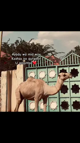 Mention so dhehh❤️🫅🏻#somalitiktok #viral #foryou #loverrr💘🫶🏽@Ayaan♡👸🏻🧃💕 