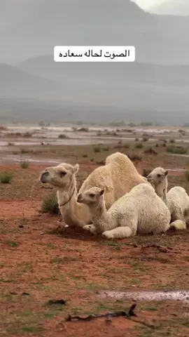 #اكسبلورexplore 