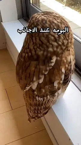 دير متابعة 🫡 #الشعب_الصيني_ماله_حل😂😂 ##