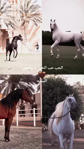 #خيل_وخياله🐎 #خيل_عربي #اصيلة #تصميم_فيديوهات🎶 #اكسبلورexplore 