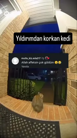 Gülməydən öldümm😂😂😂#kedi #gülməlivideolar #kesfet #edit #fyppppppppppppppppppppppp 😂