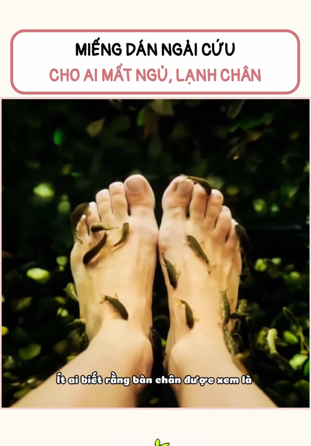 Miếng dán ngải cứu gừng #miengdanngaicuu #miengdanchanthaidoc #miengdanchan #miengdanchanngaicuu #miengdanngaicuubackinh 
