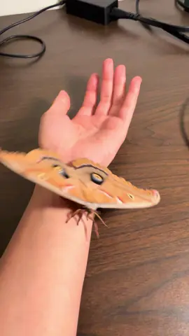 The beautiful Polyphemus moth ✨  #insects #bugtok #moth #polyphemusmoth #entomology 
