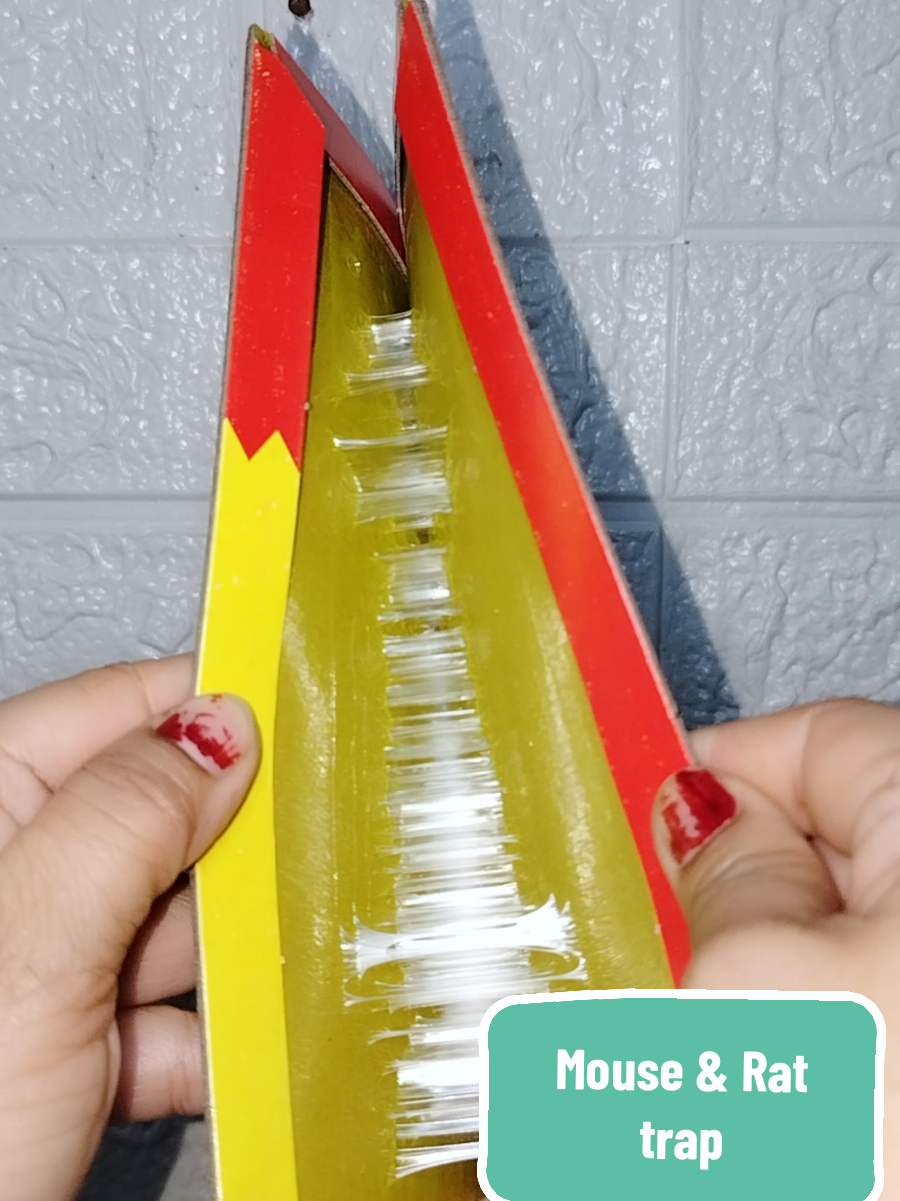 #mousetrap #rattrap #fyp 
