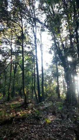 ngahuleng bedas ⛅️🍀🌿