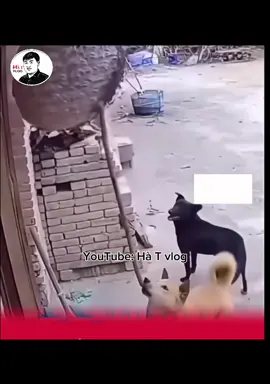 M thử chọc lại cho bà chắt coi nầu #cọt #hàt #hàtvlog #dog #cat 