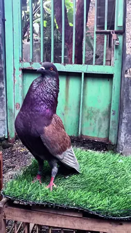 renyah suaranya😍 #merpatibalapindonesia #merpatisprint #merpatisprinttembak #silentsinglefighter #ppmbsi 