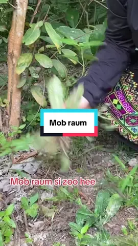 #mob_raum_raum_tuag #mob_plog_quav #bẹnh_trĩ #mob_sib_kis #mob_sib_kis 