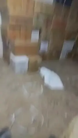 #تبسة__دوووز__شامية__ولوز# شقي ولا محتاج حطاط على راسي طاج