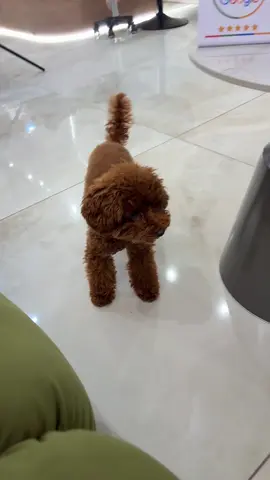 Cutest lil pooch ever. #dogs #browchuk 