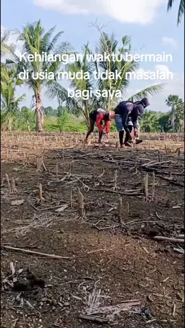 #fypbugisboneシtiktokbugis #bissmillahfypシ #pejuangrupiah #dontpetturennu #jagungbalap🌽 