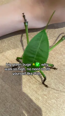 species: #Siliquofera_grandis #KATYDIDTOK #bugtiktok #katydid #greenbuge #orthoptera  #creepycrawly 