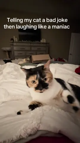 #catsoftiktok #funnypets #calicocat #funny #joke